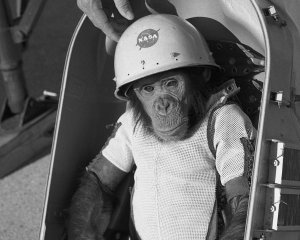 Moon-Baboon