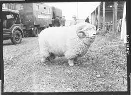 Upset Ram